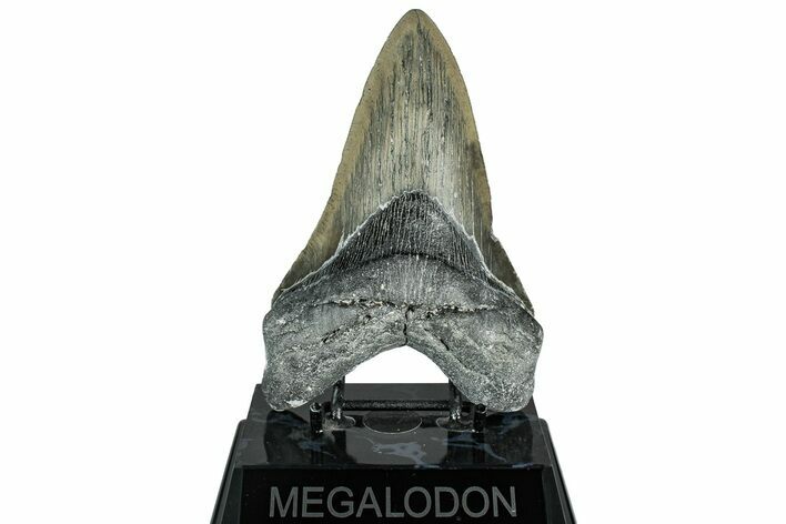 Serrated, Fossil Megalodon Tooth - North Carolina #319908